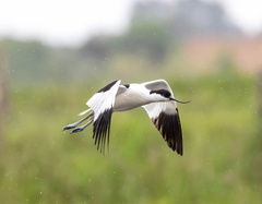 Avocette élégante Recurvirostra avosetta - Pied Avocet