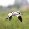 Avocette élégante Recurvirostra avosetta - Pied Avocet