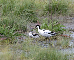 Avocette élégante Recurvirostra avosetta - Pied Avocet