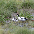 Avocette élégante Recurvirostra avosetta - Pied Avocet