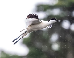 Avocette élégante Recurvirostra avosetta - Pied Avocet