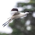 Avocette élégante Recurvirostra avosetta - Pied Avocet