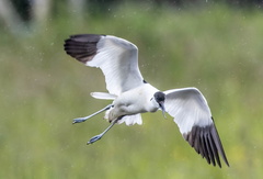 Avocette élégante Recurvirostra avosetta - Pied Avocet