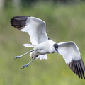 Avocette élégante Recurvirostra avosetta - Pied Avocet