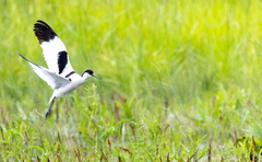 Avocette élégante Recurvirostra avosetta - Pied Avocet