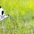 Avocette élégante Recurvirostra avosetta - Pied Avocet