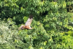 Busard des roseaux Circus aeruginosus - Western Marsh Harrier