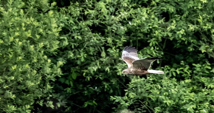 Busard des roseaux Circus aeruginosus - Western Marsh Harrier