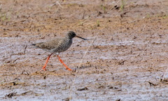 Chevalier gambette Tringa totanus - Common Redshank