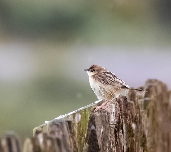 Cisticole des joncs Cisticola juncidis - Zitting Cisticola