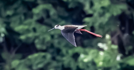 Échasse blanche Himantopus himantopus - Black-winged Stilt