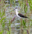 Échasse blanche Himantopus himantopus - Black-winged Stilt