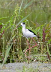 Échasse blanche Himantopus himantopus - Black-winged Stilt