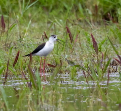 Échasse blanche Himantopus himantopus - Black-winged Stilt