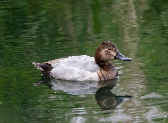 Fuligule milouin Aythya ferina - Common Pochard (femelle)