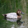 Fuligule milouin Aythya ferina - Common Pochard (femelle)