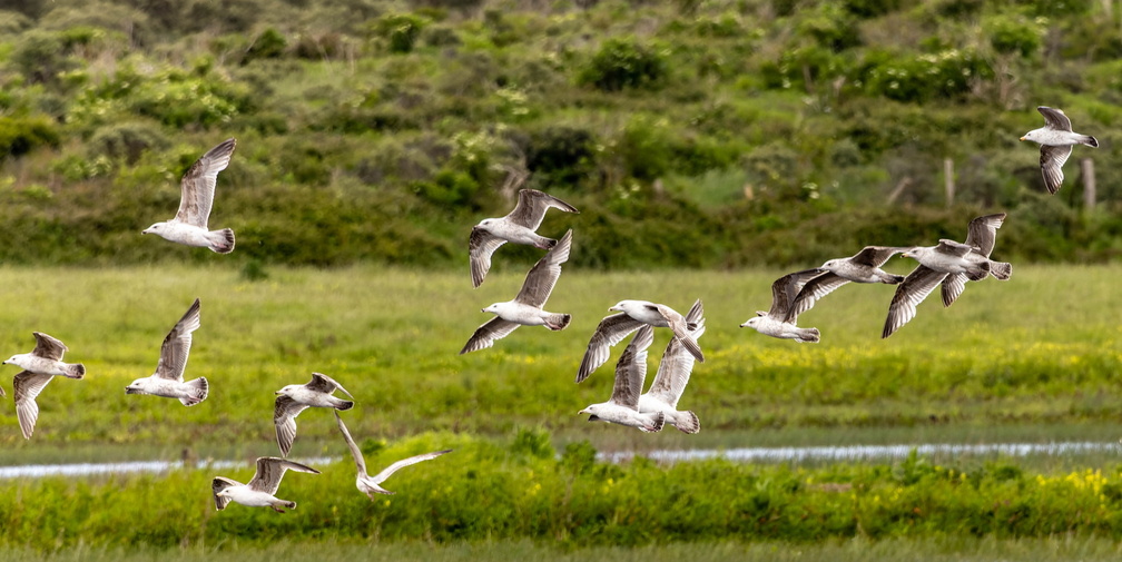 Goéland argenté Larus argentatus - European Herring Gull