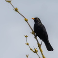 Merle noir Turdus merula - Common Blackbird