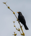 Merle noir Turdus merula - Common Blackbird