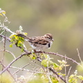 Moineau du Sind Passer pyrrhonotus - Sind Sparrow
