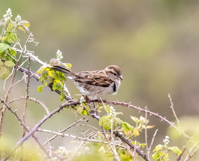 Moineau du Sind Passer pyrrhonotus - Sind Sparrow