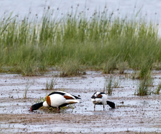 Tadorne de Belon Tadorna tadorna - Common Shelduck