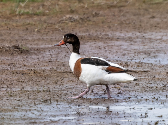 Tadorne de Belon Tadorna tadorna - Common Shelduck