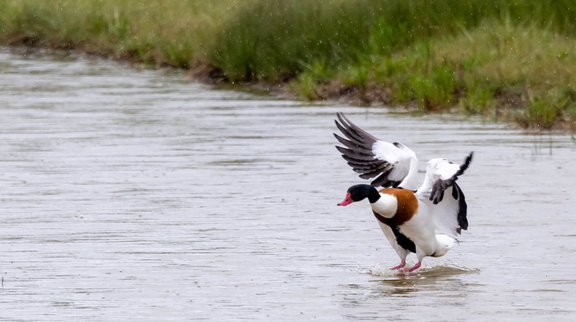 Tadorne de Belon Tadorna tadorna - Common Shelduck