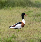 Tadorne de Belon Tadorna tadorna - Common Shelduck