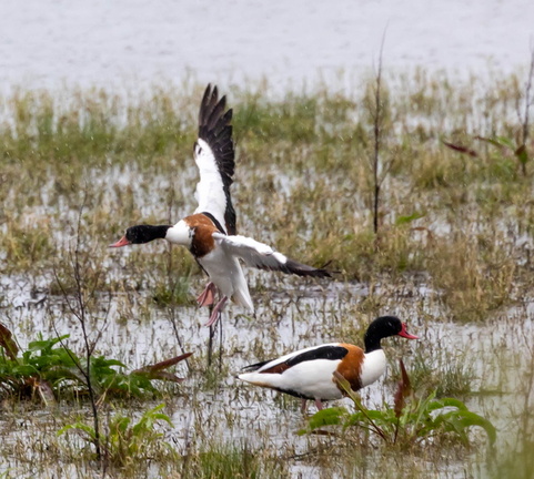 Tadorne de Belon Tadorna tadorna - Common Shelduck