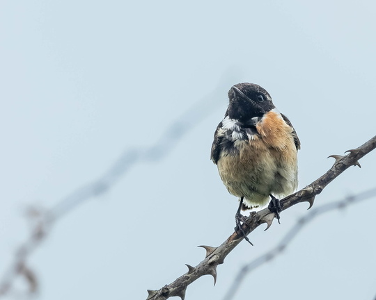 Tarier pâtre Saxicola rubicola - European Stonechat