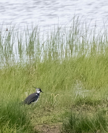 Vanneau huppé Vanellus vanellus - Northern Lapwing