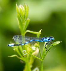 Odonate Zygoptère : Coenagrion mercuriale