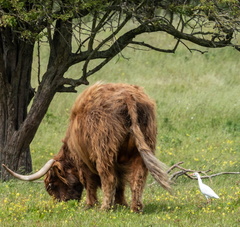 vaches highland et Héron garde-boeufs Bubulcus ibis - Western Cattle Egret