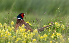 Faisan de Colchide Phasianus colchicus - Common Pheasant