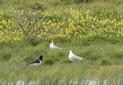 Huîtrier pie Haematopus ostralegus - Eurasian Oystercatcher et Mouette rieuse Chroicocephalus ridibundus - Black-headed Gull 