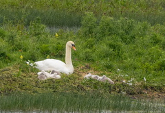 Cygne tuberculé Cygnus olor - Mute Swan et ses petits