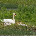 Cygne tuberculé Cygnus olor - Mute Swan et ses petits