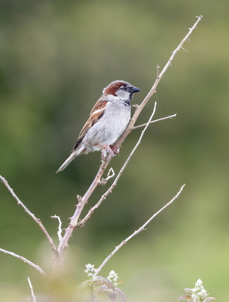 Moineau domestique Passer domesticus - House Sparrow