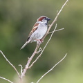 Moineau domestique Passer domesticus - House Sparrow