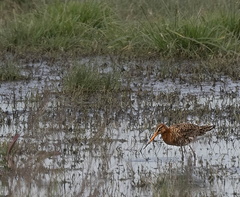 Barge à queue noire Limosa limosa - Black-tailed Godwit