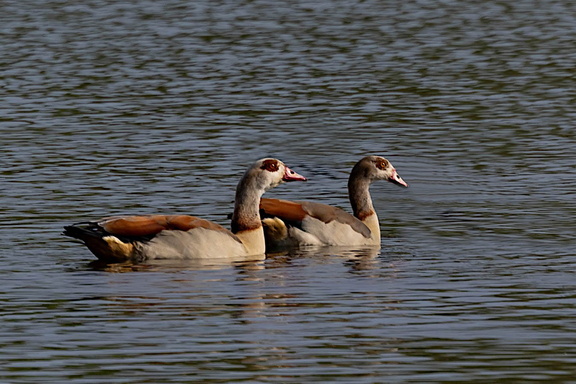 Ouette d'Égypte Alopochen aegyptiaca - Egyptian Goose