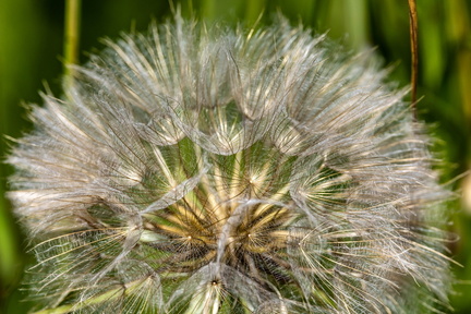  Pissenlit commun, Dent-de-lion (Taraxacum officinale)