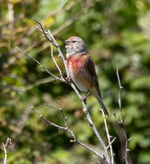 Linotte mélodieuse Linaria cannabina - Common Linnet