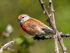 passereaux