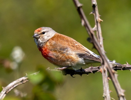 Linotte mélodieuse Linaria cannabina - Common Linnet