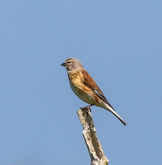 Linotte mélodieuse Linaria cannabina - Common Linnet