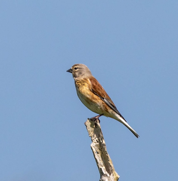 Linotte mélodieuse Linaria cannabina - Common Linnet