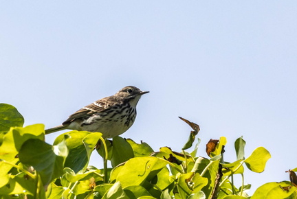 Pipit farlouse Anthus pratensis - Meadow Pipit