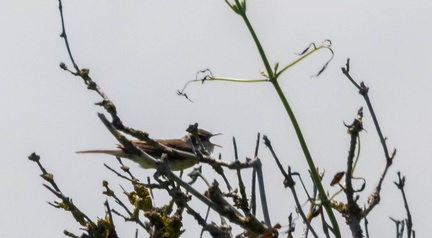 Rousserolle turdoïde Acrocephalus arundinaceus - Great Reed Warbler